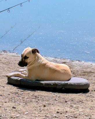 Niicky di razza kangal