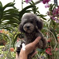 Barboncino Toy con Pedigree - Allevamento Certific