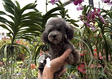 Barboncino Toy con Pedigree - Allevamento Certific