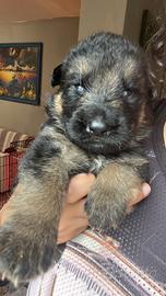 Cucciolii di pastore tedesco