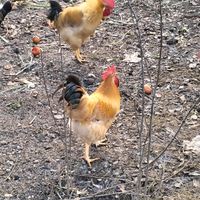 Gallo razza nostrana di Bionda Villanova D'Asti