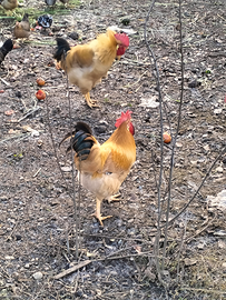 Gallo razza nostrana di Bionda Villanova D'Asti