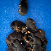 Cuccioli Dobermann di altissima genealogia