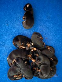 Cuccioli Dobermann di altissima genealogia