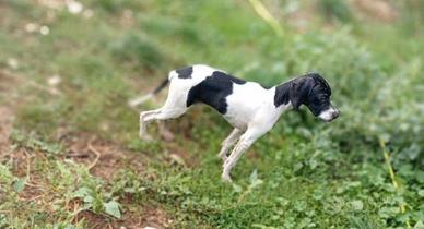 Pointer Inglese