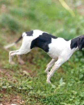 Pointer Inglese