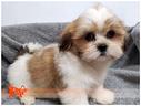 cuccioli-di-lhasa-apso