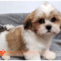 Cuccioli di LHASA APSO