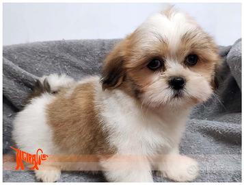 Cuccioli di LHASA APSO