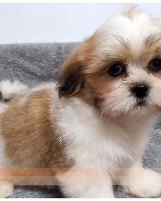 Cuccioli di LHASA APSO