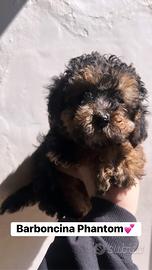 Femmina barboncina phantom