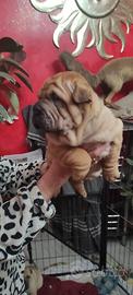 Shar pei