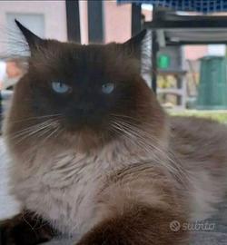 Gatto siberiano con Pedigree disponibile per monta