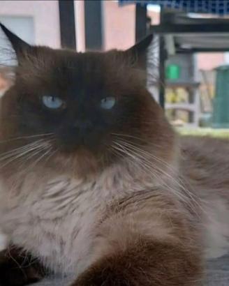Gatto siberiano con Pedigree disponibile per monta