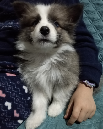 Cuccioli border collie