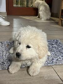 Cucciolo pastore dei pirenei