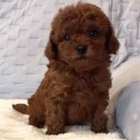 Barboncini mini toy red brown