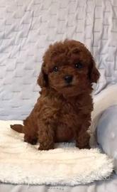 Barboncini mini toy red brown