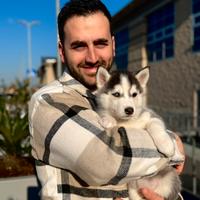 Cuccioli husky pedigree