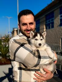 Cuccioli husky pedigree