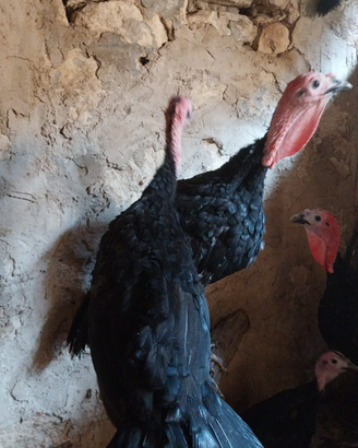 Animali da cortile