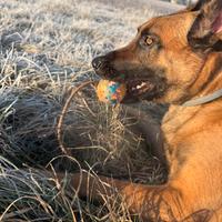 Malinois maschio 2 anni