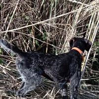 Drahthaar x accoppiamento