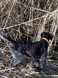 Drahthaar x accoppiamento