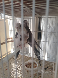 Prezzo leggete coppia riproduttiva