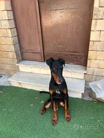 Doberman