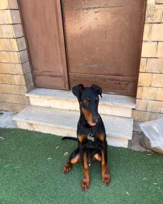 Doberman