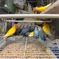 Inseparabili quasi fine svezzamento