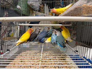 Inseparabili quasi fine svezzamento