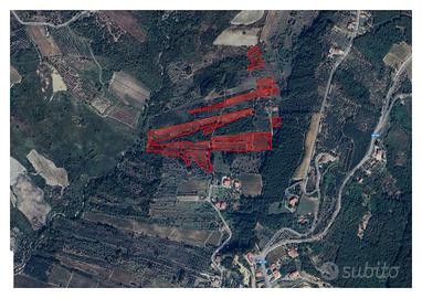 Terreno Agricolo con vigneto