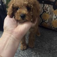 Barboncina toy albicocca scuro