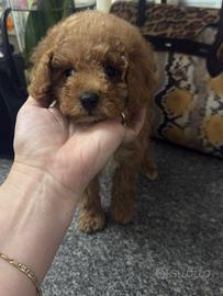 Barboncina toy albicocca scuro