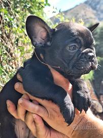 Bouledogue Francese