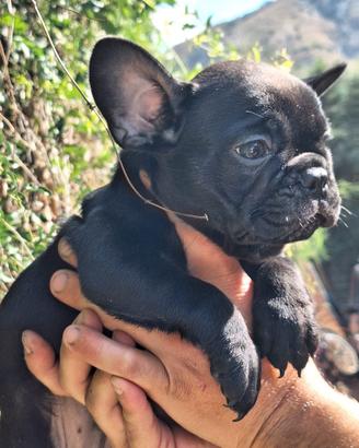 Bouledogue Francese
