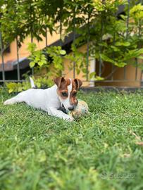 Jack Russell
