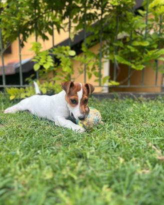 Jack Russell
