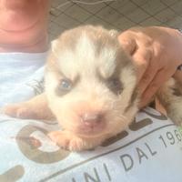 Cuccioli di Husky siberiano