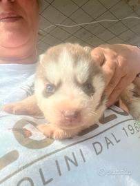 Cuccioli di Husky siberiano