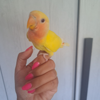 Pappagallo inseparabile allevato a mano