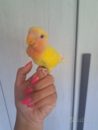 Pappagallo inseparabile allevato a mano