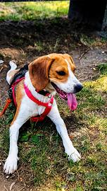 Beagle femmina 10 mesi