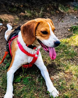 Beagle femmina 10 mesi