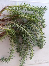 20rametti di Sedum pianta succulenta grassa estern