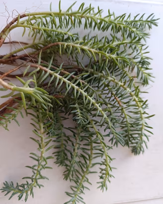 20rametti di Sedum pianta succulenta grassa estern