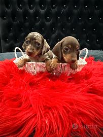 Cuccioli di bassotto arlecchino cioccolato