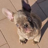 Bulldog